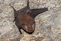 Lesser Sheath-tailed Bat Emballonura monticola