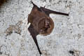 Lesser Sheath-tailed Bat Emballonura monticola