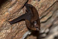 Lesser Sheath-tailed Bat Emballonura monticola