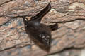 Lesser Sheath-tailed Bat Emballonura monticola