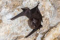 Lesser Sheath-tailed Bat Emballonura monticola