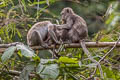 Long-tailed Macaque Macaca fascicularis (Crab-eating Macaque)