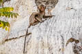 Long-tailed Macaque Macaca fascicularis (Crab-eating Macaque)