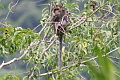 Long-tailed Macaque Macaca fascicularis (Crab-eating Macaque)