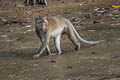 Long-tailed Macaque Macaca fascicularis (Crab-eating Macaque)