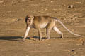 Long-tailed Macaque Macaca fascicularis (Crab-eating Macaque)