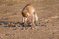 Long-tailed Macaque Macaca fascicularis (Crab-eating Macaque)