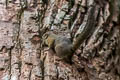 Low's Squirrel Sundascurus lowii