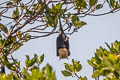 Lyle's Flying-fox Pteropus lylei 