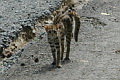 Mainland Leopard Cat Prionailurus bengalensis