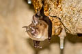 Malayan Horseshoe Bat Rhinolophus malayanus