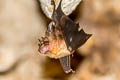 Malayan Horseshoe Bat Rhinolophus malayanus