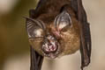 Malayan Horseshoe Bat Rhinolophus malayanus