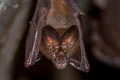 Malayan Slit-faced Bat Nycteris tragata