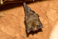 Malayan Slit-faced Bat Nycteris tragata