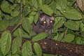 Masked Palm Civet Paguma larvata (Gem-faced Civet)