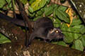 Masked Palm Civet Paguma larvata (Gem-faced Civet)