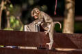 Northern Pig-tailed Macaque Macaca leonina