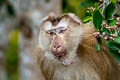 Northern Pig-tailed Macaque Macaca leonina
