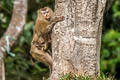 Northern Pig-tailed Macaque Macaca leonina