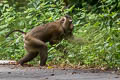 Northern Pig-tailed Macaque Macaca leonina