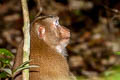 Northern Pig-tailed Macaque Macaca leonina