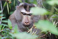 Northern Pig-tailed Macaque Macaca leonina