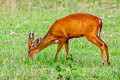 Northern Red Muntjak Muntiacus vaginalis (Barking Deer)