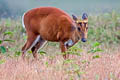Southern Red Muntjak Muntiacus muntjak (Barking Deer)