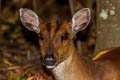 Southern Red Muntjak Muntiacus muntjak (Barking Deer)