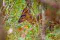 Southern Red Muntjak Muntiacus muntjak (Barking Deer)