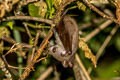 Northern Tailless Fruit Bat Megaerops niphanae (Ratanaworabhan's Fruit Bat)
