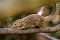 Northern Treeshrew Tupaia belangeri