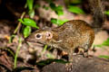 Northern Treeshrew Tupaia belangeri