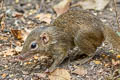 Northern Treeshrew Tupaia belangeri