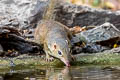 Northern Treeshrew Tupaia belangeri