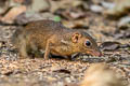 Northern Treeshrew Tupaia belangeri