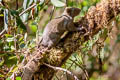 Pallas's Squirrel Callosciurus erythraeus