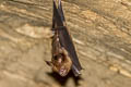 Pendlebury's Roundleaf Bat Hipposideros turpis (Lesser Leaf-nosed Bat)