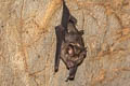 Pendlebury's Roundleaf Bat Hipposideros turpis (Lesser Leaf-nosed Bat)