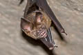 Pendlebury's Roundleaf Bat Hipposideros turpis (Lesser Leaf-nosed Bat)