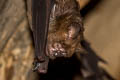 Pendlebury's Roundleaf Bat Hipposideros turpis (Lesser Leaf-nosed Bat)