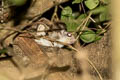 Phayre's Flying Squirrel Hylopetes phayrei