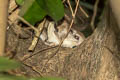 Phayre's Flying Squirrel Hylopetes phayrei