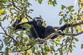 Pileated Gibbon Hylobates pileatus (Capped Gibbon)
