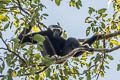 Pileated Gibbon Hylobates pileatus (Capped Gibbon)