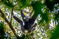 Pileated Gibbon Hylobates pileatus (Capped Gibbon)