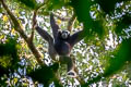 Pileated Gibbon Hylobates pileatus (Capped Gibbon)