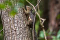 Plantain Squirrel Callosciurus notatus 