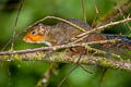 Red-cheeked Squirrel Dremomys rufigenis